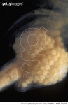 MDP_780164 | 게티이미지코리아 | Brine Shrimp (Artemia salina) egg sac close up, Spain Rights-Managed 이미지