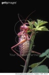 MDP_780167 | 게티이미지코리아 | Saddle-back Bush Cricket (Ephippiger ephippiger) male, native to central and southern Europe... 