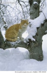 MDP_900028 | 게티이미지코리아 | Domestic Cat (Felis catus) sitting in snow-covered tree Rights-Managed 이미지