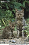 MDP_900048 | 게티이미지코리아 | Domestic Cat (Felis catus) mother Tabby with kitten Rights-Managed 이미지