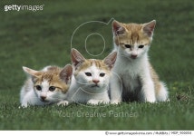 MDP_900054 | 게티이미지코리아 | Domestic Cat (Felis catus) three identical kittens on grass Rights-Managed 이미지