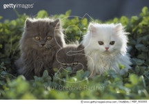 MDP_900055 | 게티이미지코리아 | Domestic Cat (Felis catus) three Persian kittens, two gray and one white, sitting together in a... 