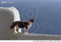 MDP_900072 | 게티이미지코리아 | Domestic Cat (Felis catus) adult Calico standing on white-washed wall, Greece Rights-Managed... 