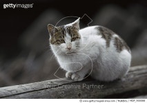 MDP_900088 | 게티이미지코리아 | Domestic Cat (Felis catus) portrait of resting adult Calico cat Rights-Managed 이미지
