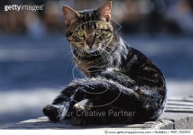 MDP_900093 | 게티이미지코리아 | Domestic Cat (Felis catus) portrait of alert adult Tabby cat Rights-Managed 이미지