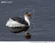 MDP_420542 | 게티이미지코리아 | Silvery Grebe (Podiceps occipitalis) on water, Falkland Islands Rights-Managed 이미지