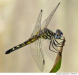 90809919 | 게티이미지코리아 | Dragonfly Royalty-Free 이미지