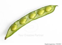 90126063 | 게티이미지코리아 | Five broad beans in a pod. Royalty-Free 이미지