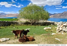 92063693 | 게티이미지코리아 | Pangong Lake Royalty-Free 이미지
