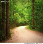 92534111 | 게티이미지코리아 | Dirt road in the woods Royalty-Free 이미지