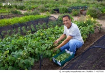 98275041 | 게티이미지코리아 | Portrait of farmer in market garden Royalty-Free 이미지