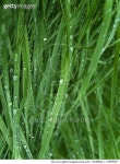 100498627 | 게티이미지코리아 | Long meadow grass with fresh dew Royalty-Free 이미지