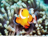 108713091 | 게티이미지코리아 | Clown anemonefish Royalty-Free 이미지