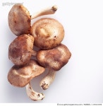 109233398 | 게티이미지코리아 | Shiitake mushrooms on white background, close-up Royalty-Free 이미지