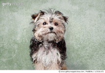 115691470 | 게티이미지코리아 | Maltese mix on green background Royalty-Free 이미지
