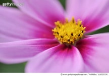 116020336 | 게티이미지코리아 | Cosmos beauty Royalty-Free 이미지