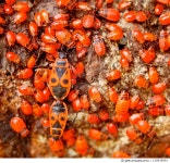 120930591 | 게티이미지코리아 | Red bugs on tree Royalty-Free 이미지