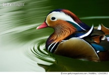 124183813 | 게티이미지코리아 | Mandarin duck swimming Royalty-Free 이미지