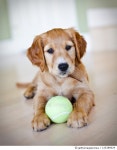 125388029 | 게티이미지코리아 | Golden Retriever Puppy with Tennis Ball Royalty-Free 이미지