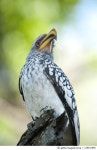128031840 | 게티이미지코리아 | A yellow-billed hornbill bird sits on a tree stump in Botswana. Royalty-Free 이미지