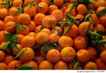 136128007 | 게티이미지코리아 | Mandarin with leave Royalty-Free 이미지