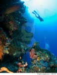 S다이버스마린 | 136661539 | 게티이미지코리아 | Diver floating above wall in Bunaken marine park Royalty-Free 이미지