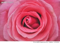 주식회사 로사린다 | 143560836 | 게티이미지코리아 | Rosa Linda Royalty-Free 이미지