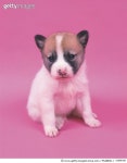 124256193 | 게티이미지코리아 | a Crossbreed Dog With a Pink-colored Backround, Looking Down, Front View Royalty-Free 이미지