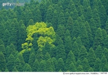 124271925 | 게티이미지코리아 | Trees in the Forest, High Angle View, Pan Focus Royalty-Free 이미지