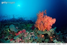 130855300 | 게티이미지코리아 | Coral reef with Sea Fan (Gorgonaria sp.), Komodo National Park, Indian Ocean, Indonesia Royalty...