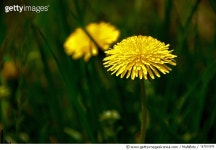 147511676 | 게티이미지코리아 | Yellow dandelion Royalty-Free 이미지