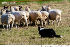 148194180 | 게티이미지코리아 | Border Collie sheep dog working a flock of sheep Royalty-Free 이미지