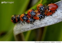 151903001 | 게티이미지코리아 | Ladybugs Royalty-Free 이미지