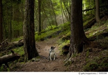 154521584 | 게티이미지코리아 | Dog alone in the Forest Royalty-Free 이미지