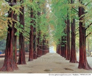 MIWD1201194 | 게티이미지코리아 | 남이섬 메타세쿼이아, 강원 춘천 Rights-Managed 이미지