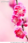 154895072 | 게티이미지코리아 | Plum Blossoms Royalty-Free 이미지