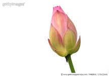 155129446 | 게티이미지코리아 | Lotus flower bud Royalty-Free 이미지