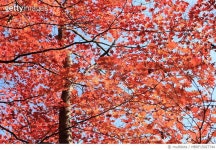 MBRF15027744 | 게티이미지코리아 | 단풍나무, 오대산국입공원, 강원 평창 Royalty-Free 이미지