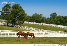 157307953 | 게티이미지코리아 | Two horses grazing Royalty-Free 이미지