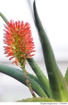 157526346 | 게티이미지코리아 | Aloe helenae VAOMBE - II Royalty-Free 이미지