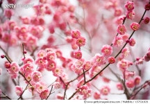 157531839 | 게티이미지코리아 | Plum Blossoms　 Royalty-Free 이미지