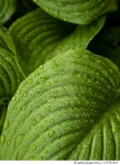 157561547 | 게티이미지코리아 | Close-up of leaves with dew drops Royalty-Free 이미지