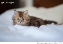 156614343 | 게티이미지코리아 | Brown blue-eyed kitten on white sheets Royalty-Free 이미지