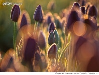 156309125 | 게티이미지코리아 | Tulips in the morning with dew Royalty-Free 이미지