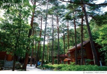 MBRF15016675 | 게티이미지코리아 | 대관령자연휴양림, 강원 강릉 Royalty-Free 이미지