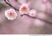 157675858 | 게티이미지코리아 | Plum Blossoms Royalty-Free 이미지