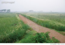 MBRF15018948 | 게티이미지코리아 | 소래습지생태공원, 인천 Royalty-Free 이미지