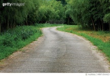 MBRF15019423 | 게티이미지코리아 | 죽림정사 대나무길, 전남 담양 Royalty-Free 이미지