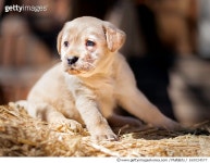 160024577 | 게티이미지코리아 | Yellow Labrador Retriever Puppy Royalty-Free 이미지