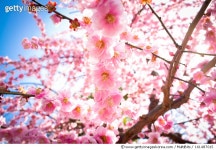 161487015 | 게티이미지코리아 | plum(ume) blossoms Royalty-Free 이미지